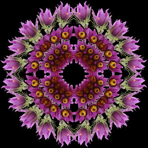 Violet Mandala